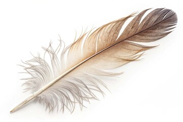 Feather bird isolated on white background