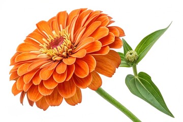 Orange flower of zinnia isolated on white background