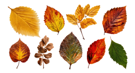 Autumn leaves, various colors and shapes, isolated on black
