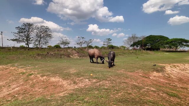 Beautiful buffaloes eating mangoes on vast open farm under sunny sky with clouds, cattle ranching scene