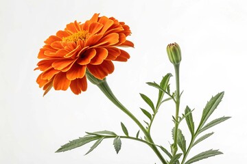 Orange flower of marigold lat tagetes isolated on white background