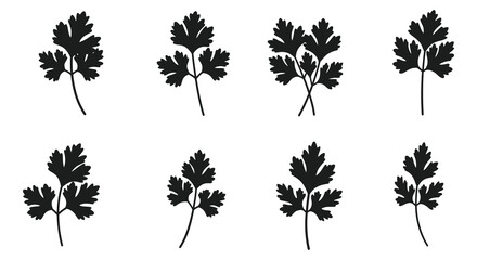 parsley plants arranged neatly in rows showing lush greenery © Tm Studio