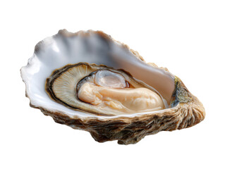 Naklejka premium Fresh oyster isolated on transparent background