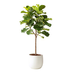 Fiddle-leaf fig plant in a white pot. Lush green foliage