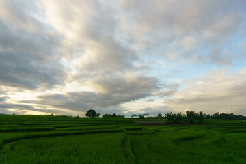 Beautiful morning view indonesia panorama landscape paddy fields with beauty color and sky natural light