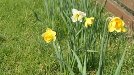 Photo of a Beautiful Bunch of Yellow Daffodils growing in garden in UK