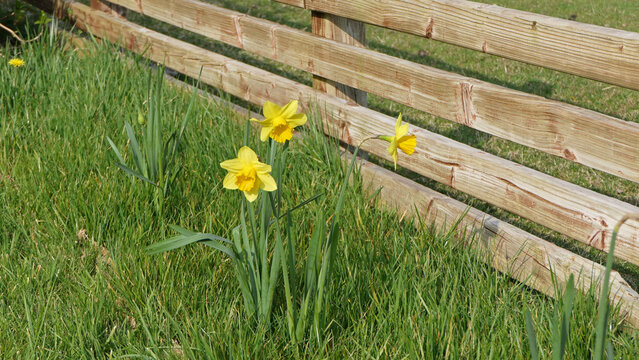 Photo of a Beautiful Bunch of Yellow Daffodils growing in garden in UK