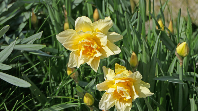 Photo of a Beautiful Bunch of Yellow Daffodils growing in garden in UK
