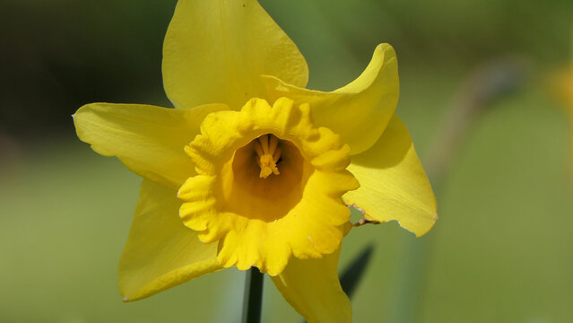 Photo of a Beautiful Bunch of Yellow Daffodils growing in garden in UK