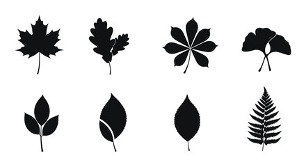 various leaf shapes displayed in black silhouette form