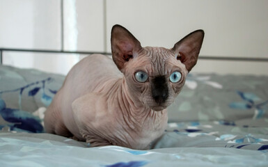white cat sphinx on bed watch