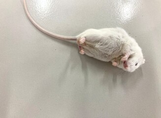 White laboratory mouse lying on its back, commonly used in scientific and biomedical research
