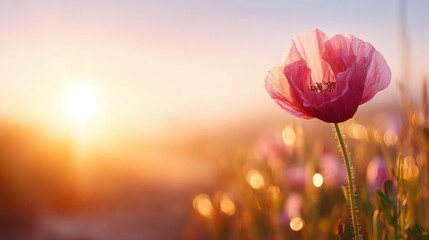 Fototapeta premium Blooming poppy flower at sunset with soft sunlight illuminating nature