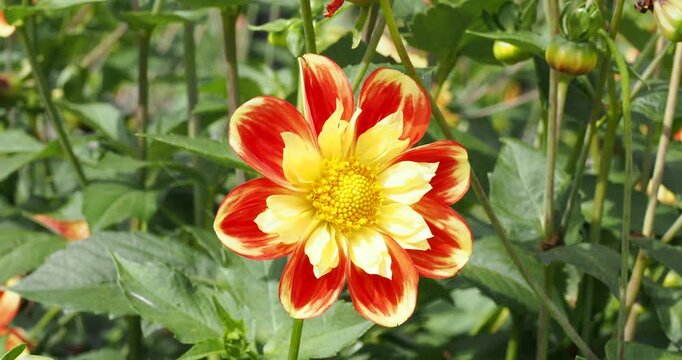 Dahlia 'Pooh Swan Island' - Close-up on large and single flower of beautiful fiery orange-red with yellow tips and collarettes atop wiry stem 
