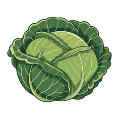 Fototapeta premium vector illustration of fresh green cabbage with detailed leaves isolated on white background