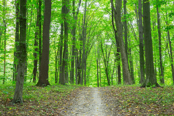 Obraz premium Path in green summer forest
