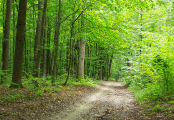 Path in green summer forest