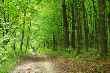Path in green summer forest