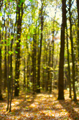 Obraz premium Autumn golden forest, blured background.