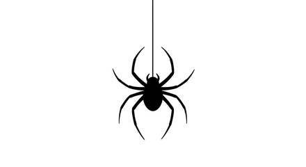 spider isolated on white