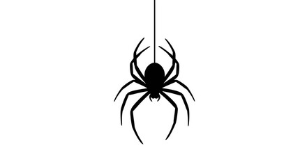 spider on a white background