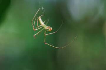この姿は美しいアシナガグモ