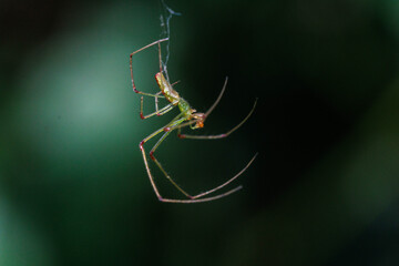 この姿は美しいアシナガグモ