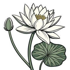 Elegant white water lily flower with a bud and leaf in a simple line art style