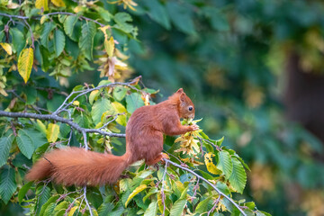 Red squirrel on a tree branch