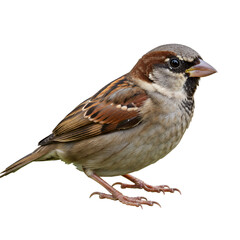 sparrow isolated on white background