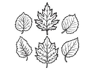 Neem Leaf Organic Wellness For Everyone