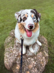 Aussie Australian Shepherd dog in blue marble color and different eye color. Dog walks. A dog sits on a rock in a park. Vertical photo