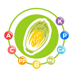 Chinese cabbage rich in vitamin C, vitamin K, folate, potassium, and fiber supports immunity and digestion