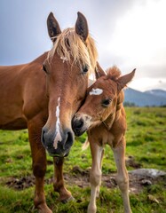 Fototapeta premium Horses cuddling in a meadow