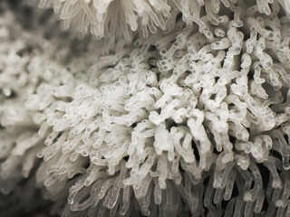 Close up Fungus from Tropical Rainforest.
