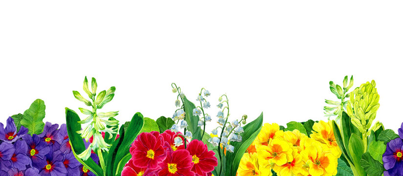 PNG. Watercolor frame of first spring flowers. Lily of the valley, primrose, marigold blooms and hyacinth plant in floral seamless border in natural style. Template for invitations, prints, decor 