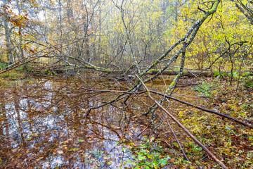Swamp in a deciduous woodland with water reflections and autumn leaves