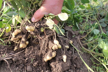 a man harvests peanuts in the garden, the peanut bushes are full
