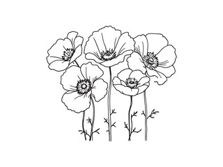 Poppy detailed outline for decorative artwork