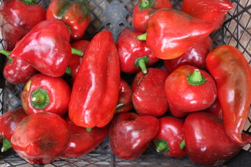 a wonderful pepper harvest in our garden this fall