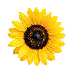 Fototapeta premium Close-up of a vibrant yellow sunflower with a dark brown center