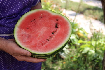 a woman holds a cut home-grown watermelon from her own garden in her hands