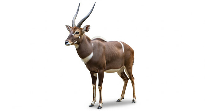 Graceful Sitatunga Antelope with Spiral Horns Standing Calmly on an Isolated transparent background.