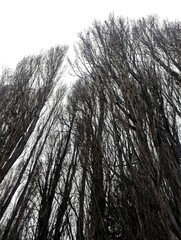 New Zealand Trees A Winter Sky Perspective in Natural Light