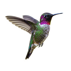 Fototapeta premium hummingbird in flight