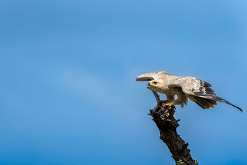 Tawny eagle or Aquila rapax at tal chhapar sanctuary rajasthan India. bird of prey in flight ready to leave perch with full wingspan or wings open in natural blue sky background