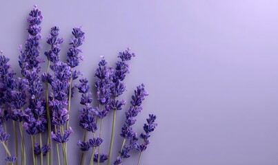 Purple lavender sprigs are arranged on a soft plain lilac background creating a minimalist and serene composition