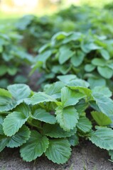 strawberry bushes in the garden in summer