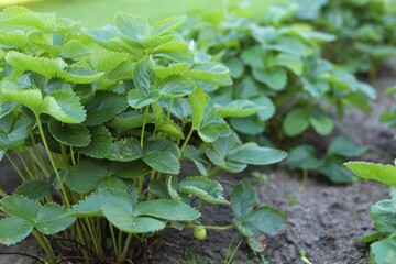 strawberry bushes in the garden in summer