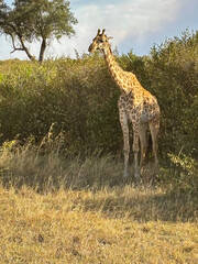 アフリカのサバンナに立つキリン